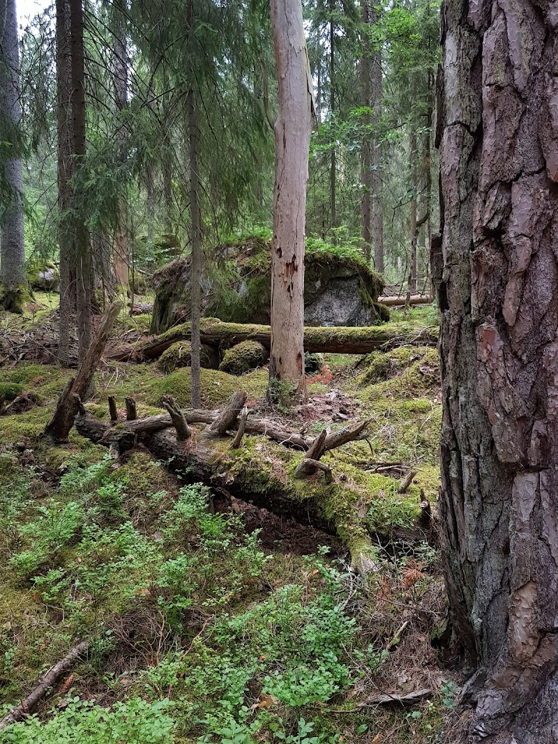 Grävsätter