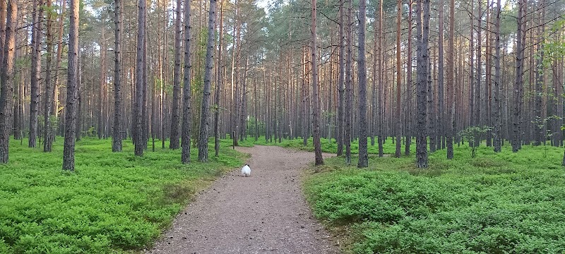 Böda backar