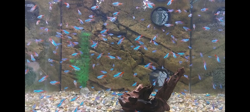 Tibro Akvariefiskodling JEPO