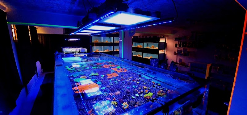 ReefStock