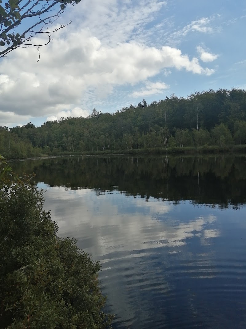 Rävastärten