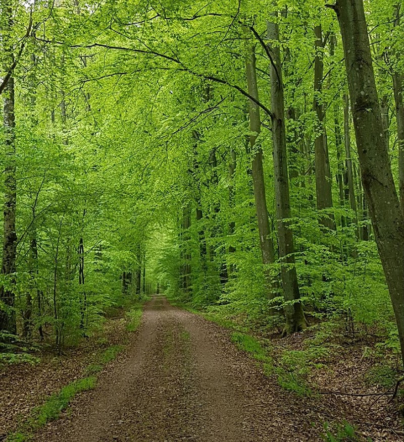 Bökenäset Naturreservat