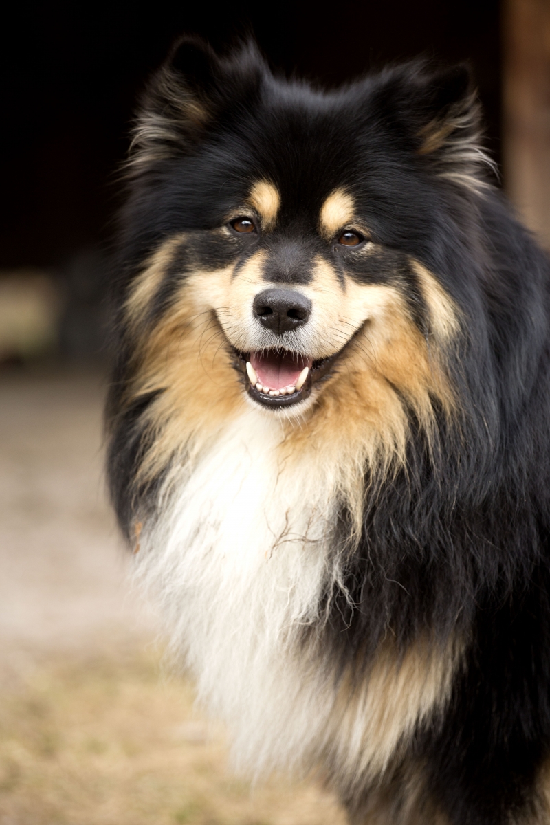 Gånghesters Dog Health