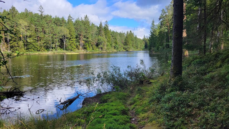 Vågsäter bokskog
