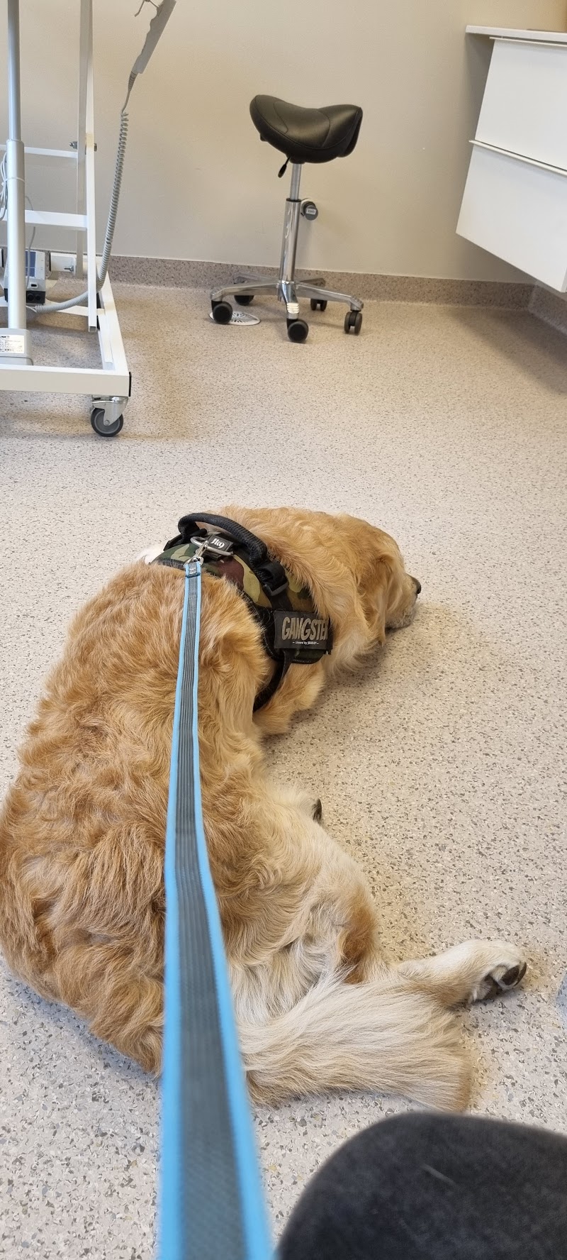Lejonets Veterinärer