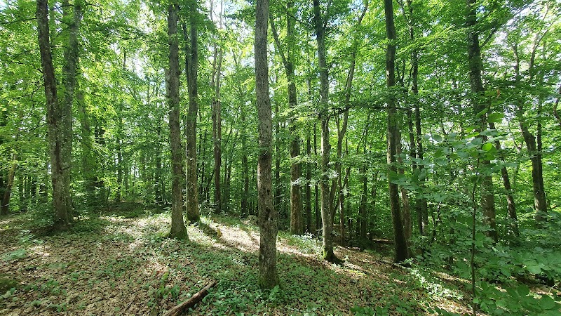 Virsehatt