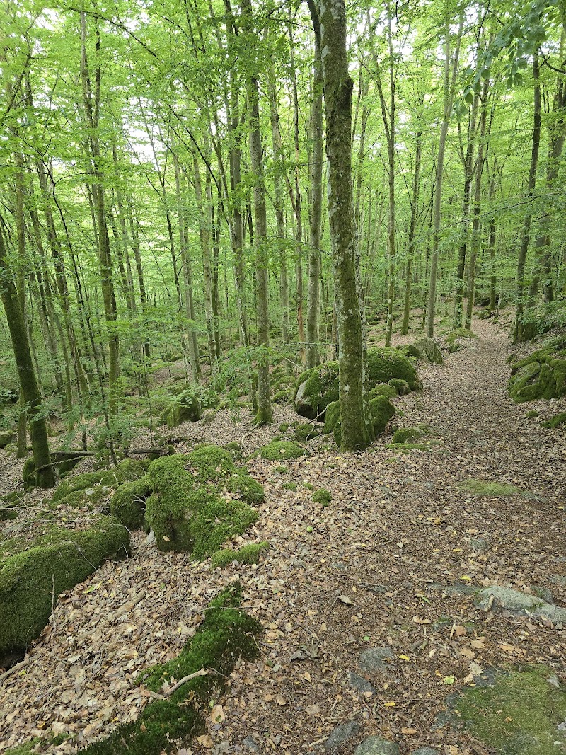 Skinsagylet naturreservat