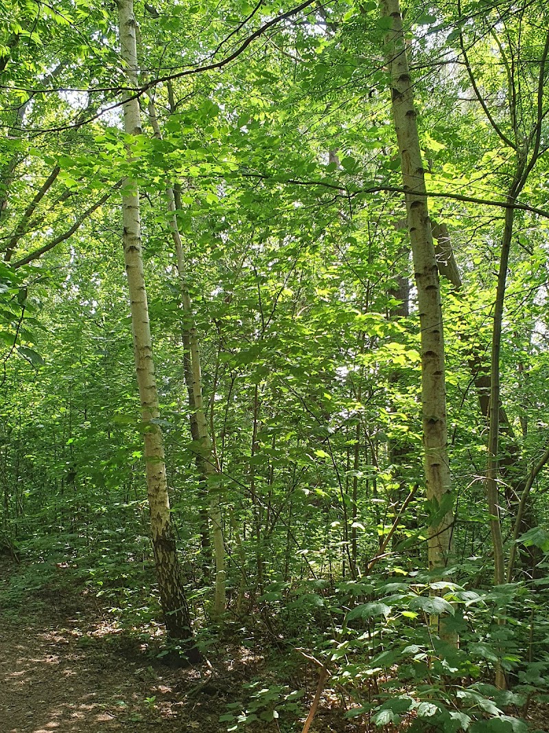 Domedejla Mosse