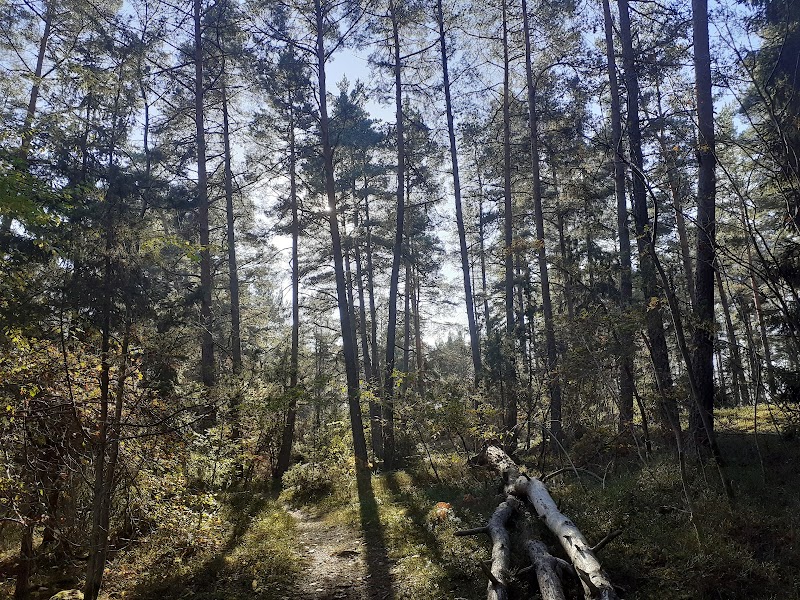 Mulleskogen