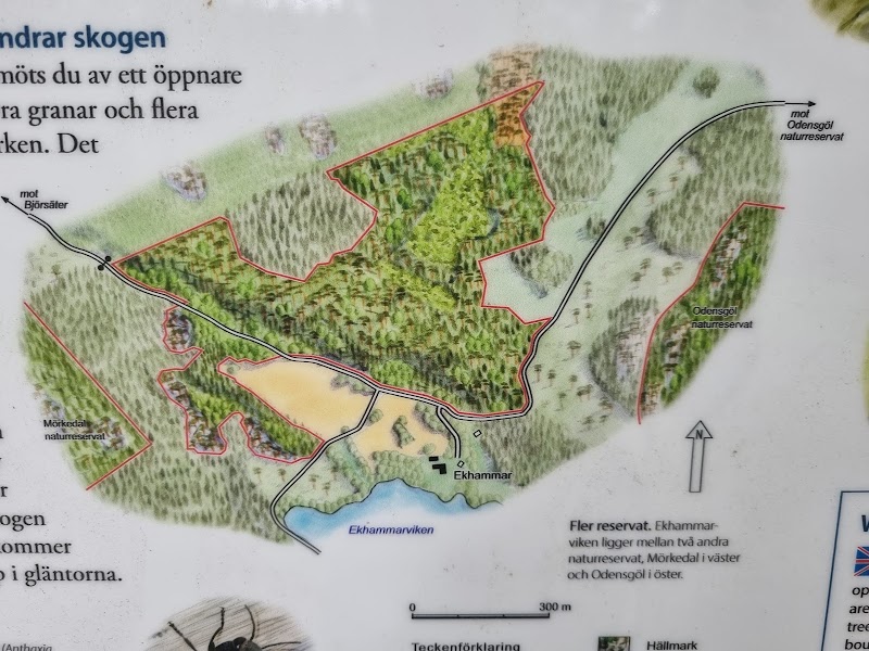 Ekhammarvikens naturreservat
