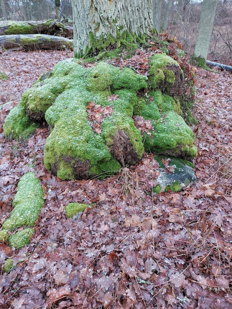 Häggholmen