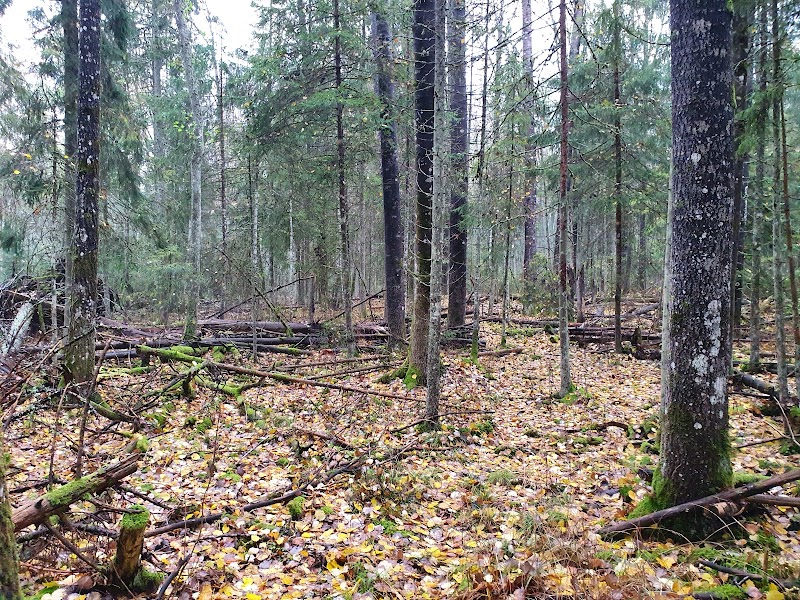 Liaskogen