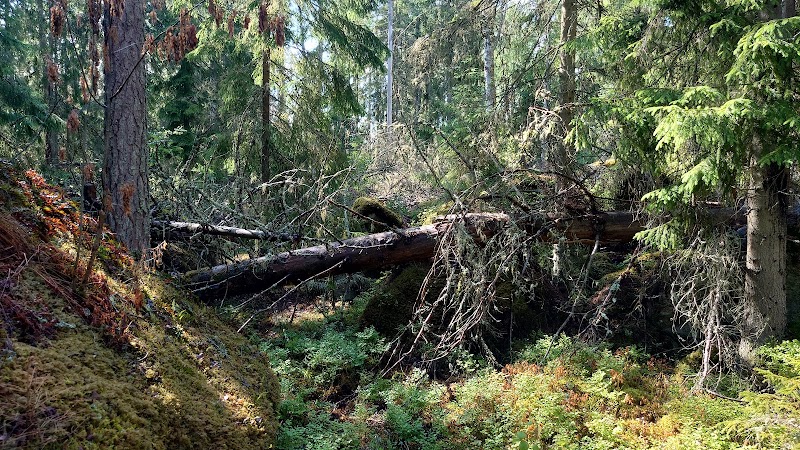 Tärna naturreservat