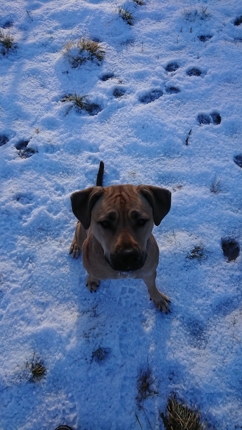 Kristinehamns dog park