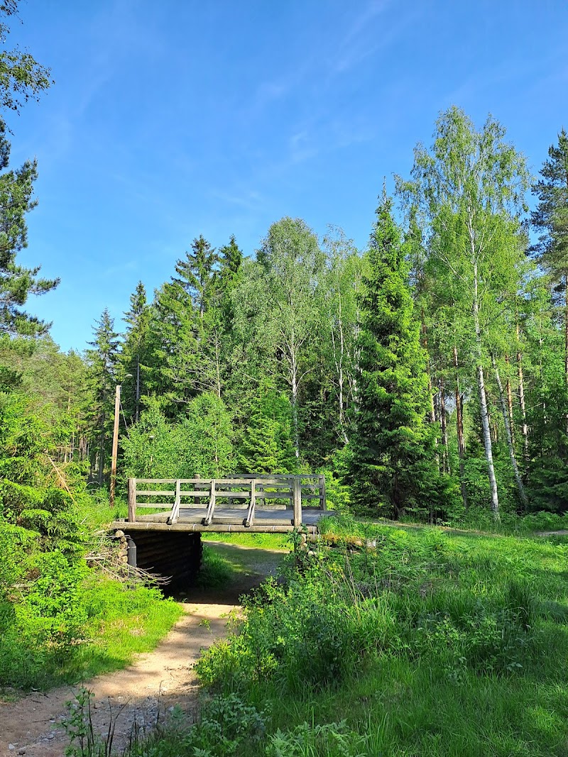 Jursla gammelskog