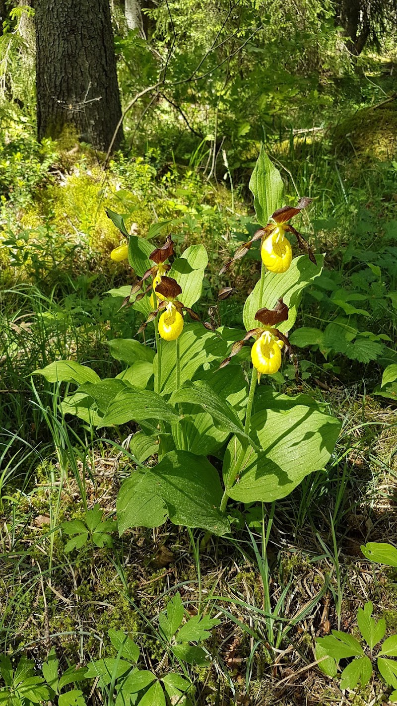 Malmsjöns naturreservat