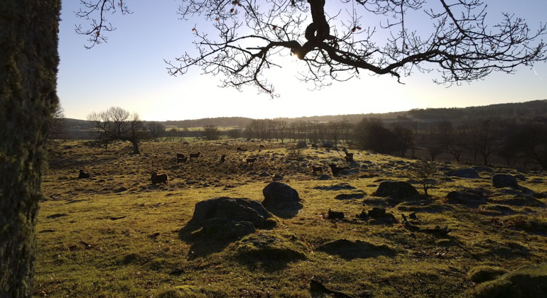 Kungsladugården Biskopstorp Naturreservat