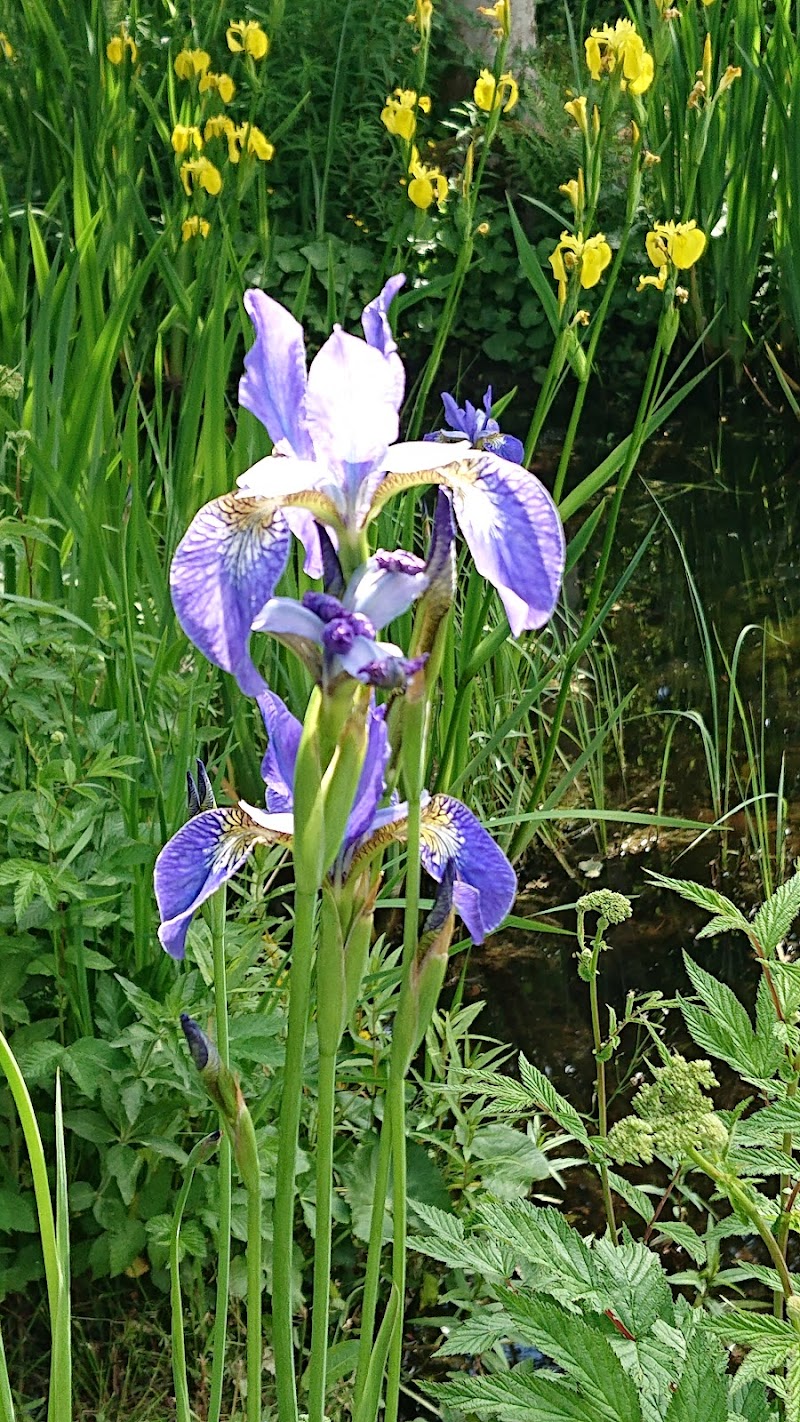 Margaretaparken