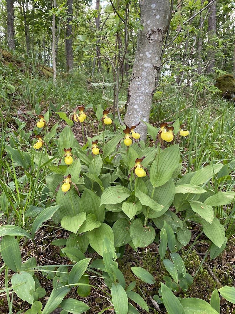 Björskogsnäs - Nature Reserve