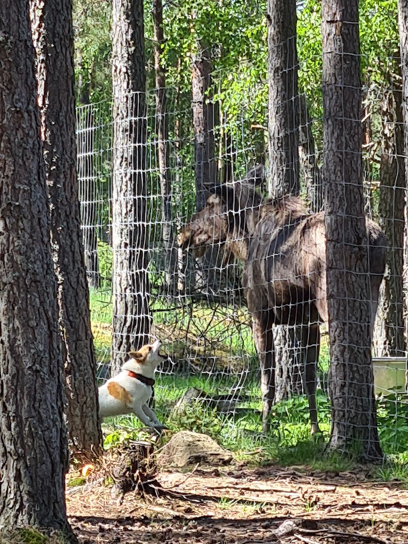 Almunge Hundcenter