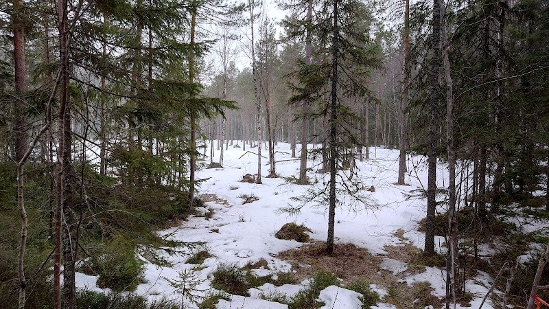 Silvtjärn