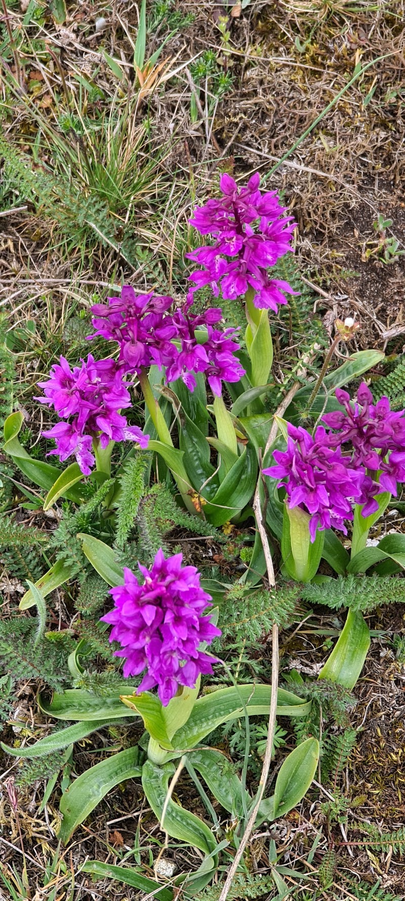 Lilla Dalby naturreservat