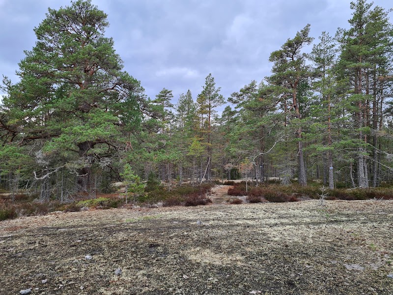 Brevens tallskogars naturreservat