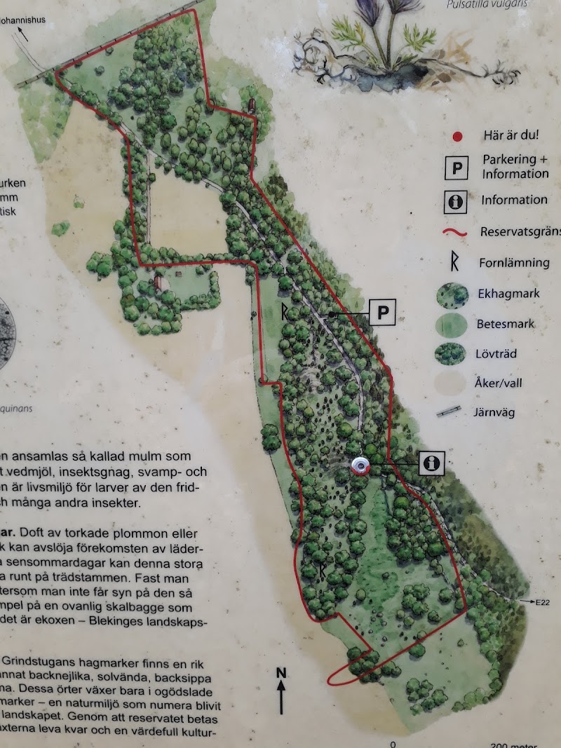 Grindstugans naturreservat