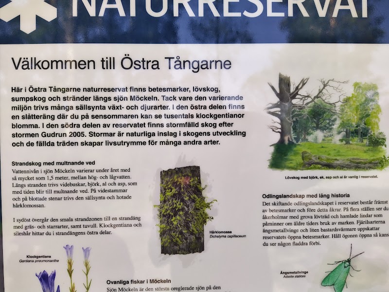 Östra Tångarne