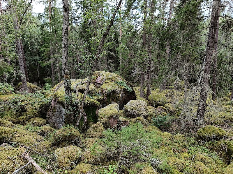 Fäbodmossen