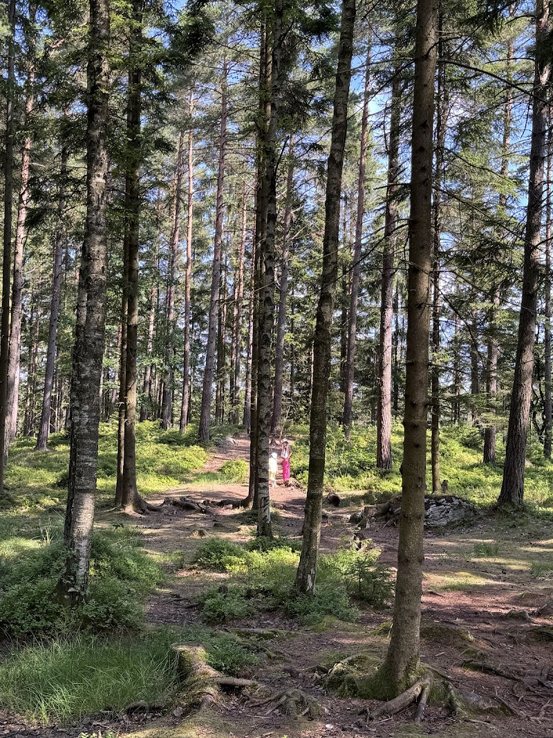Bokedalens växter