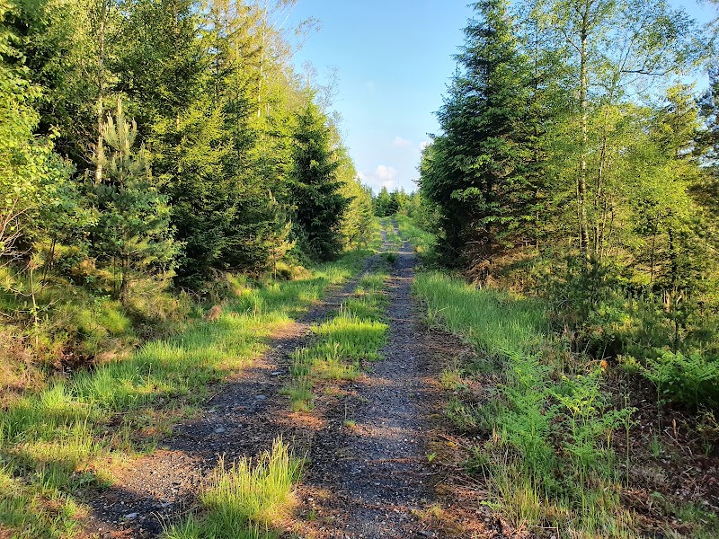 Bråtaskogen